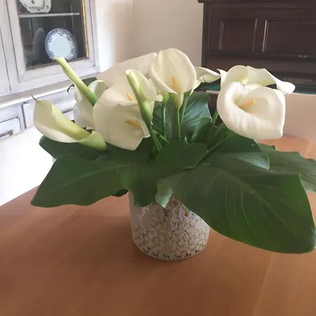 Calycanto 4* Tempio Pausania